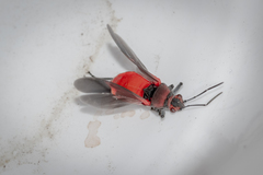 Leptocoris mitellatus