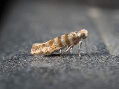 Argyresthia quadristrigella