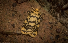 Hectobrocha multilinea