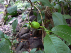 Gardenia resinifera