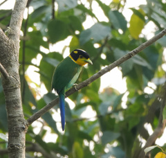 Psarisomus dalhousiae