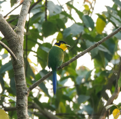 Psarisomus dalhousiae