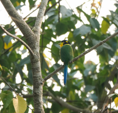 Psarisomus dalhousiae