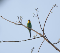 Psarisomus dalhousiae