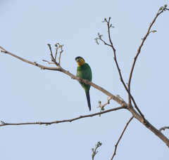 Psarisomus dalhousiae