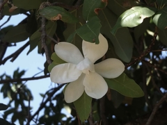 Magnolia pugana