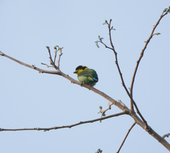 Psarisomus dalhousiae