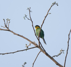 Psarisomus dalhousiae