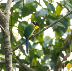 Psarisomus dalhousiae