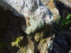 Protoparmeliopsis pinguis