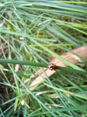 Harmonia antipoda
