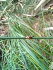 Harmonia antipoda