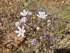 Triteleia lilacina