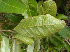Croton nitens