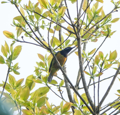 Orange-bellied Leafbird (Chloropsis hardwickii), photo 5