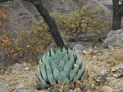 Agave guadalajarana