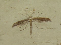 Lioptilodes albistriolatus