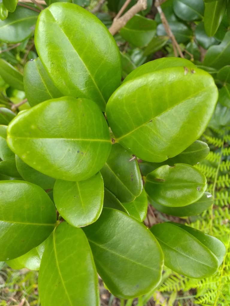 Mouriri gonavensis