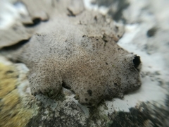 Dermatocarpon miniatum image