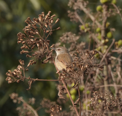 Prinia rufescens