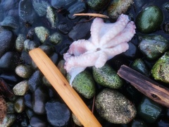 Enteroctopus dofleini