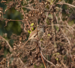 Prinia rufescens