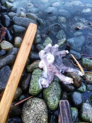 Enteroctopus dofleini