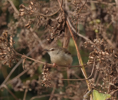 Prinia rufescens
