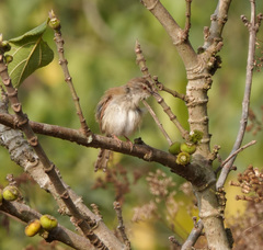 Prinia rufescens