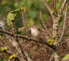 Prinia rufescens