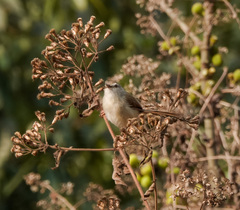 Prinia rufescens
