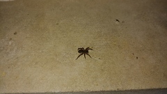 Trochosa sepulchralis