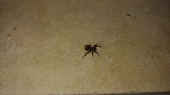 Trochosa sepulchralis