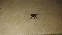 Trochosa sepulchralis