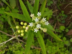 Asclepias nivea