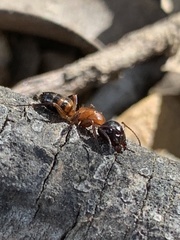 Camponotus essigi
