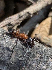 Camponotus essigi