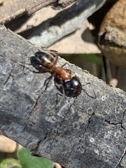 Camponotus essigi