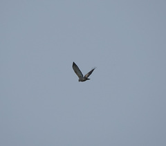 Nisaetus nipalensis