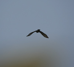 Nisaetus nipalensis