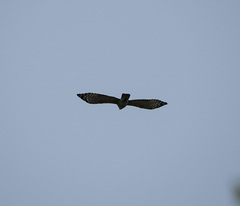 Nisaetus nipalensis