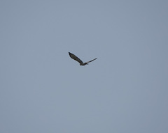 Nisaetus nipalensis