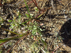 Hesperevax sparsiflora