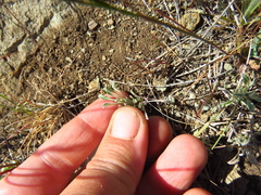Hesperevax sparsiflora