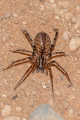 Ticopa