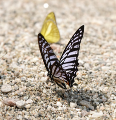 Graphium xenocles