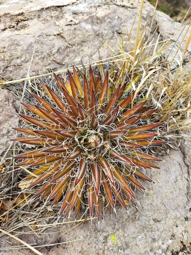 Agave schidigera