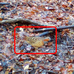 Bambusicola thoracicus