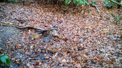 Bambusicola thoracicus