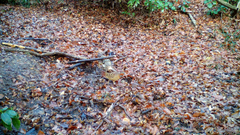 Bambusicola thoracicus